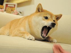 Angry Doge Prints collection image