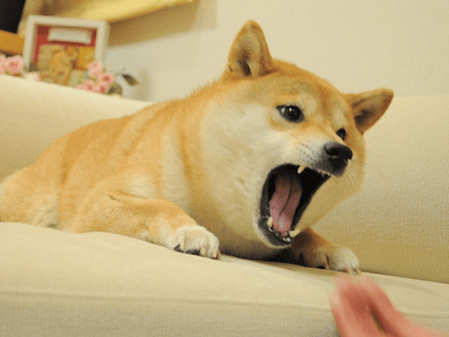 Angry Doge Print