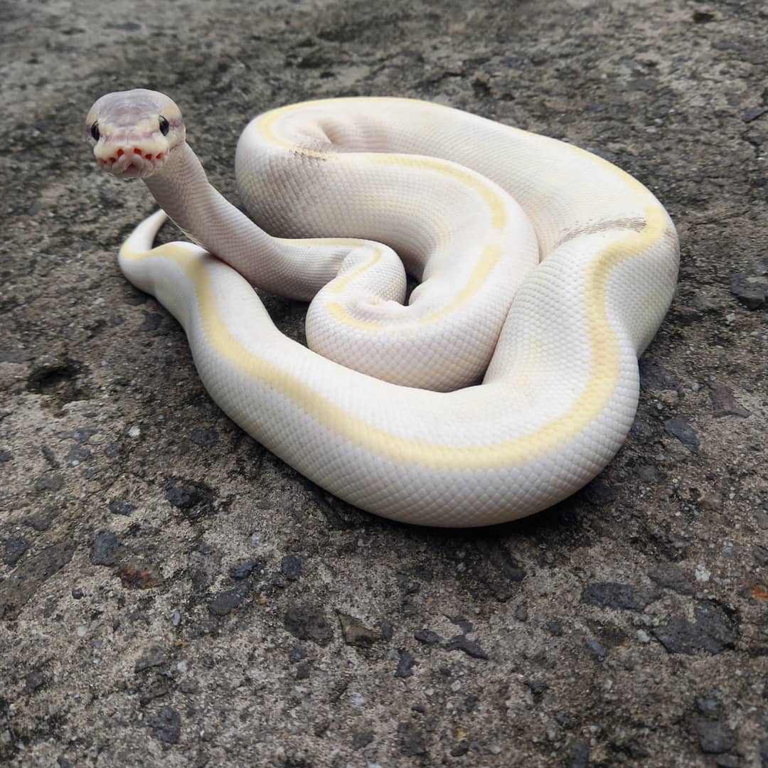 Ball Python Morph - Collection | OpenSea