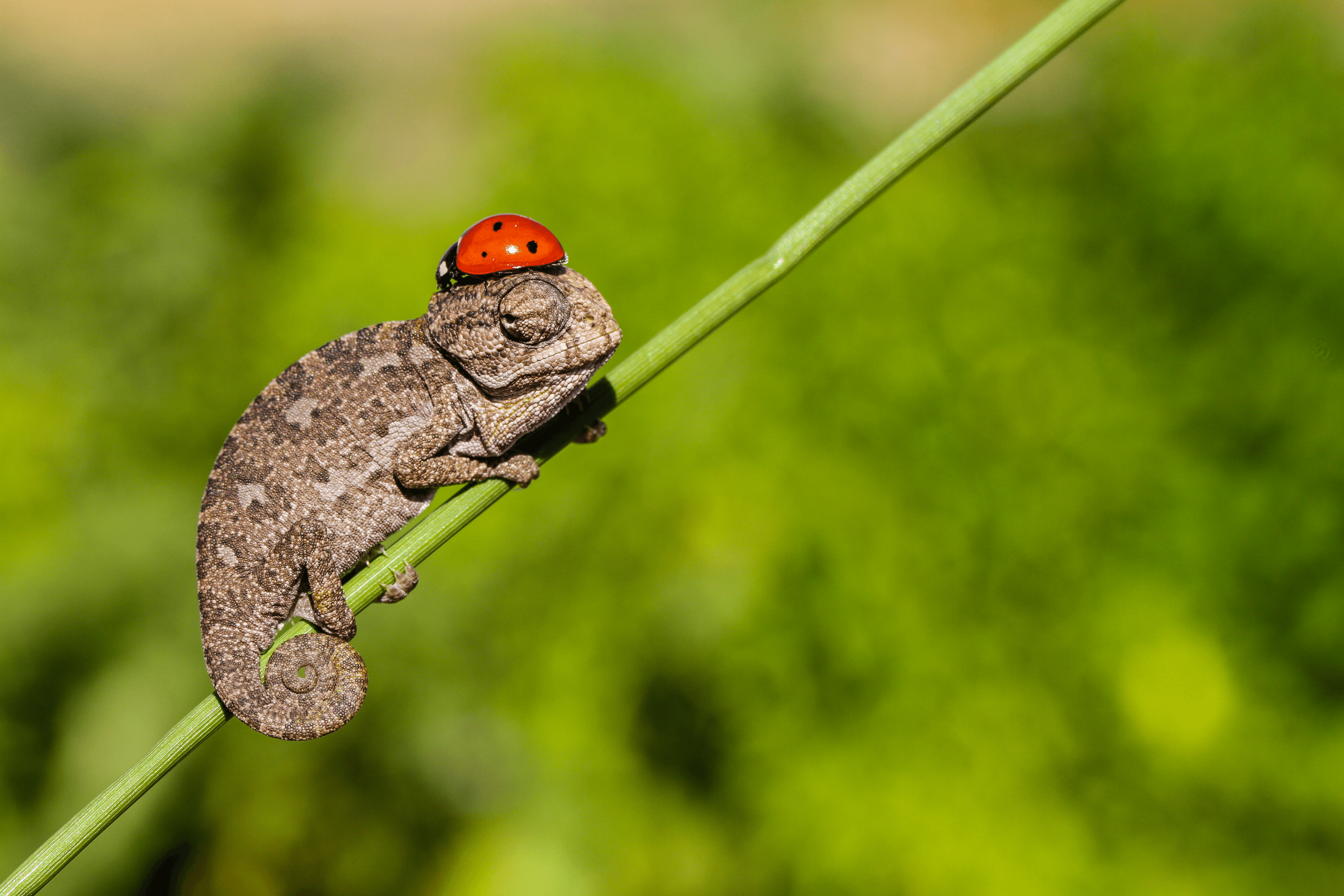 A chameleon wearing a ladybug hat