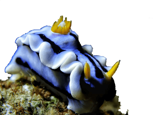 Life Below Surface
