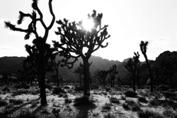 ACID GRAIN - The Joshua Tree Collection by Taylor Scalise collection image