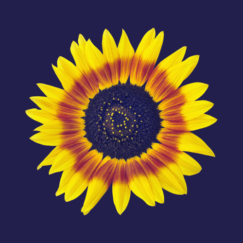 Flower lesbisk 3600x3100 billede Flower Foto