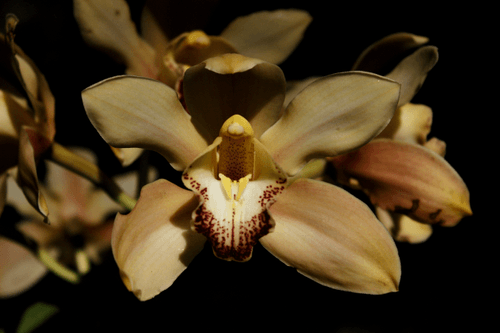 mysterious orchid