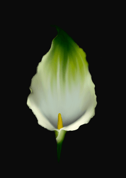 Realistic Digital flower paintings collection image