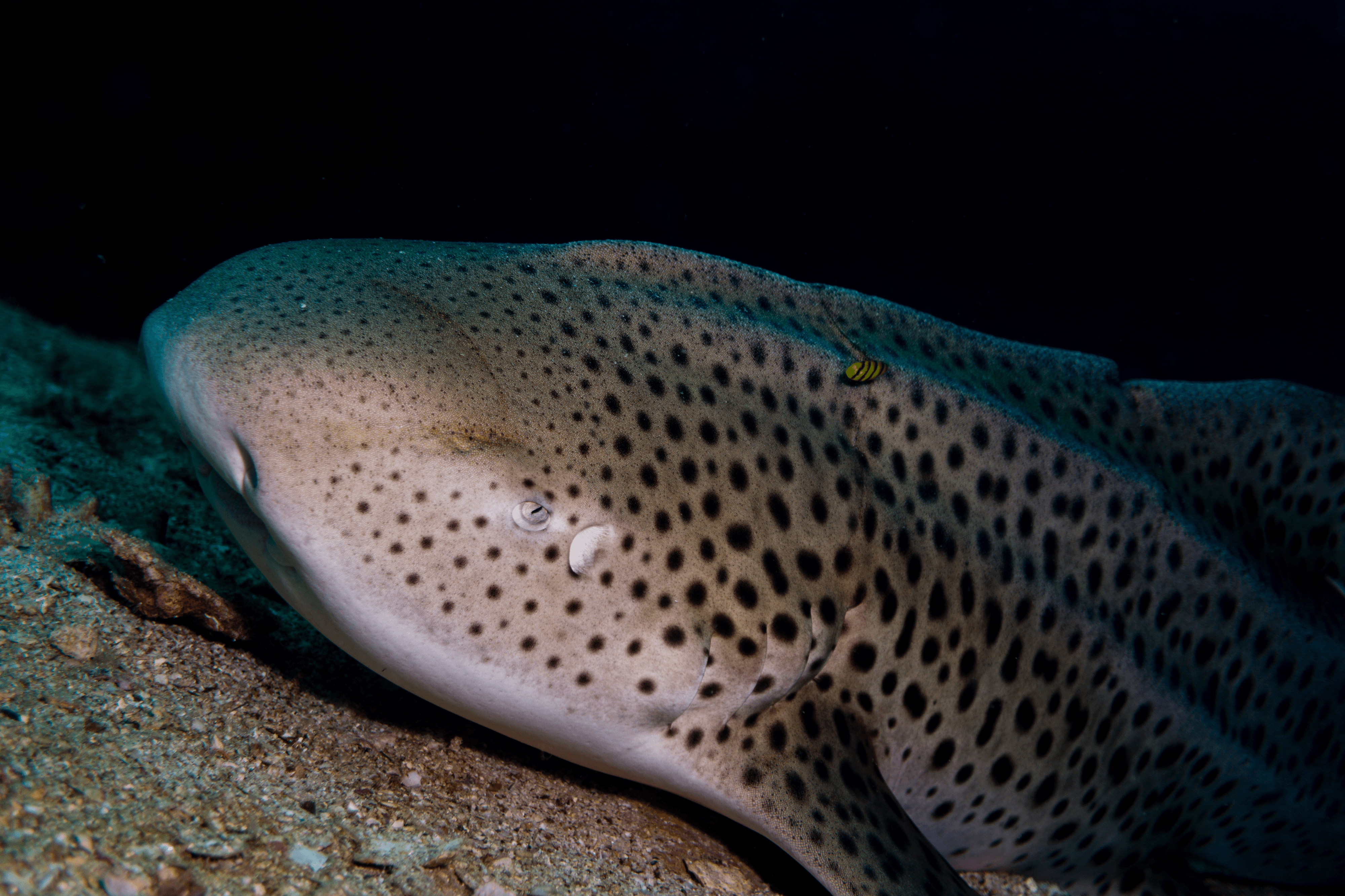 Zebra (Leopard) Shark Stegostoma tigrinum