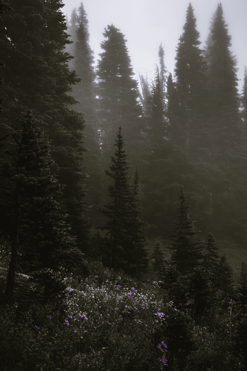 Forest Mood