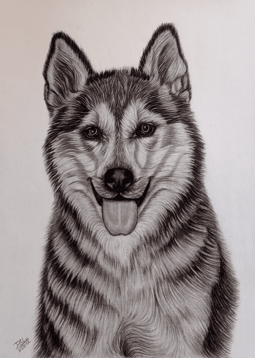 Siberian Husky