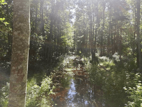 A Fairy Forest