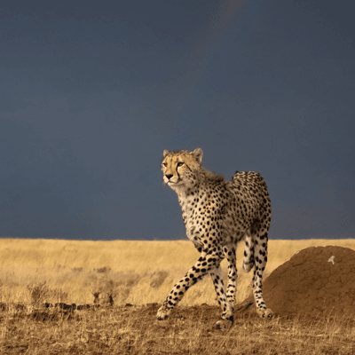 She's a Rainbow by Byron Grobler