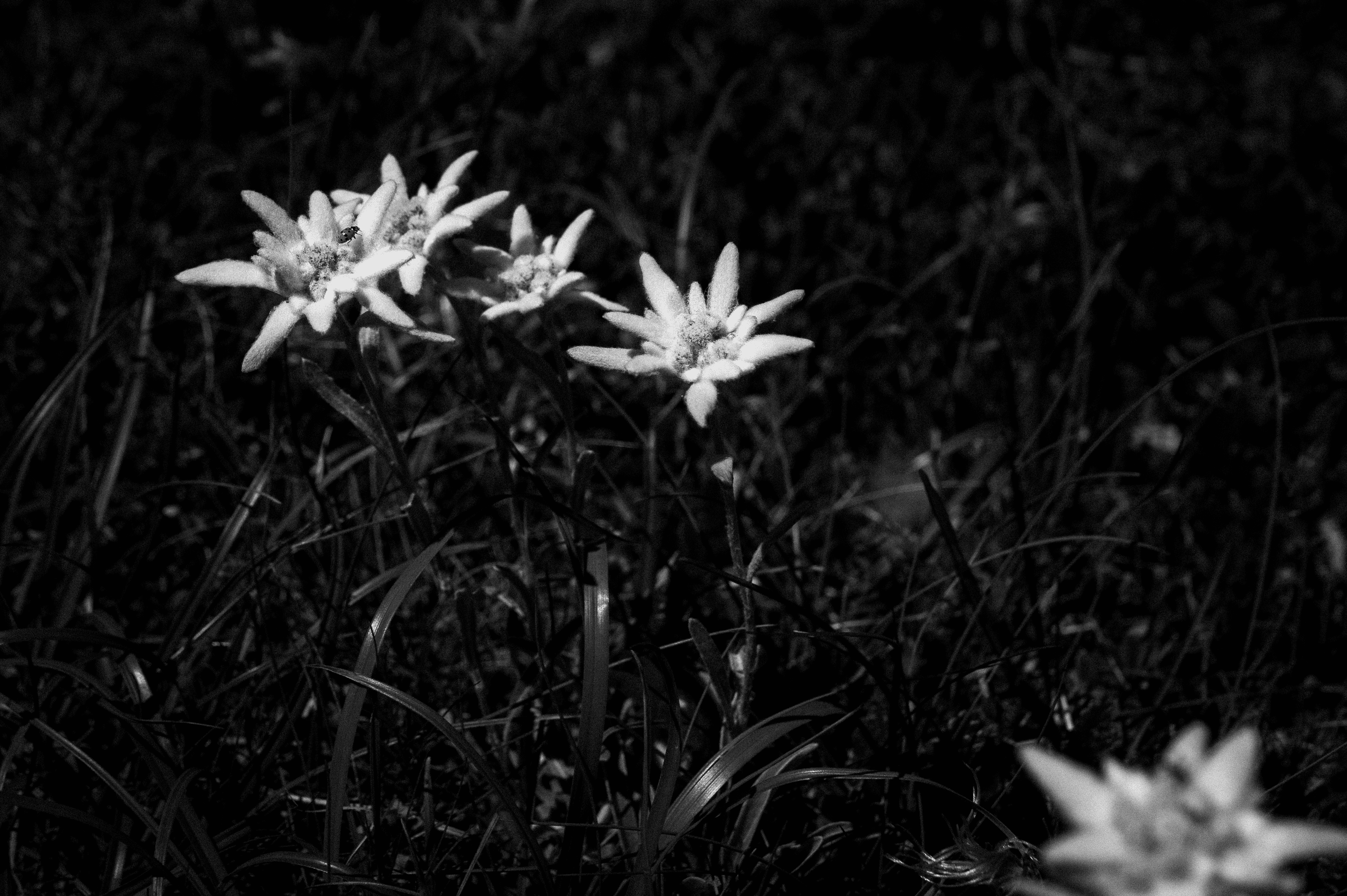 Edelweiss, queen of flowers #06