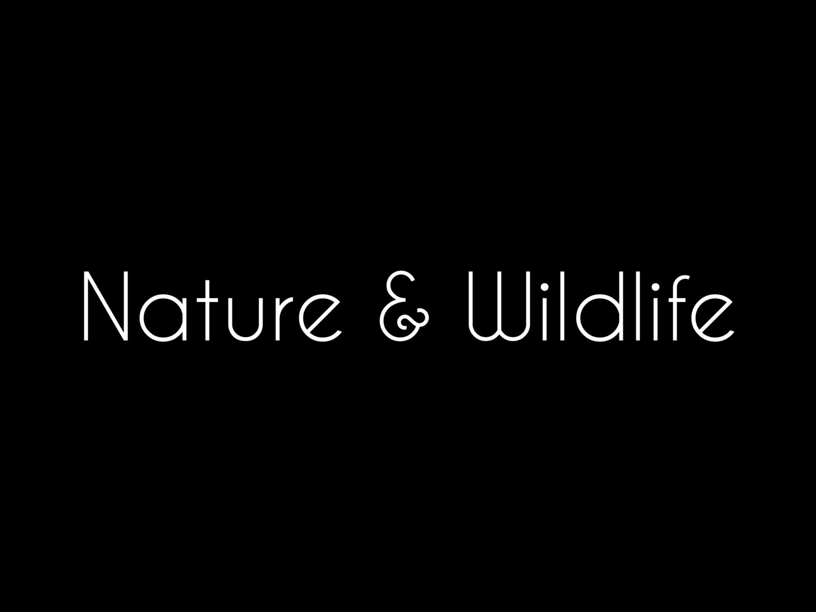 Nature - Wildlife
