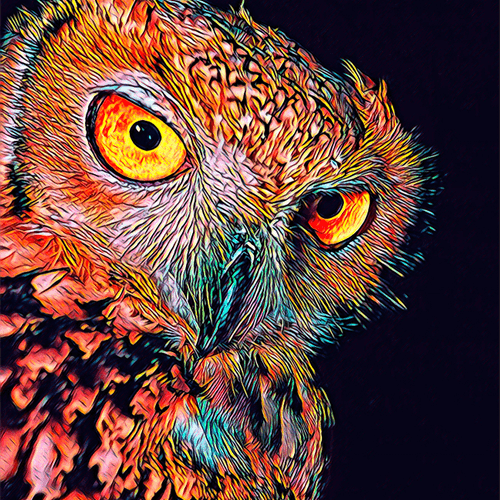 Owl image