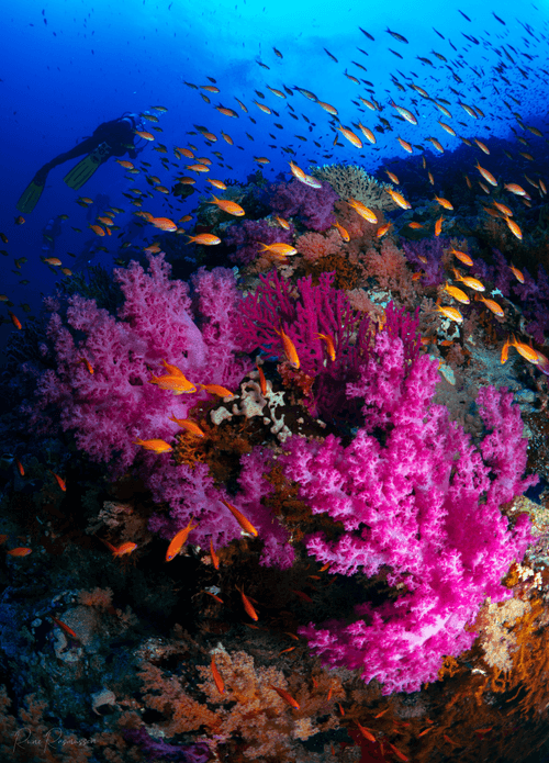 Colorful reef 