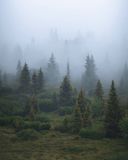 #49 - Mystery of the Trees