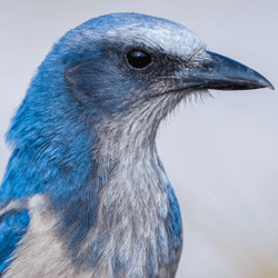 Florida Birds collection image