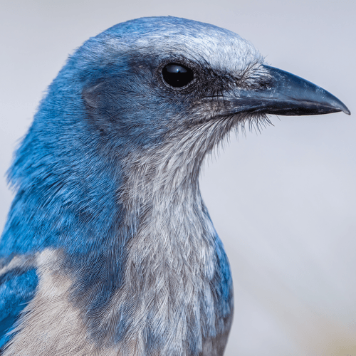 Florida Birds