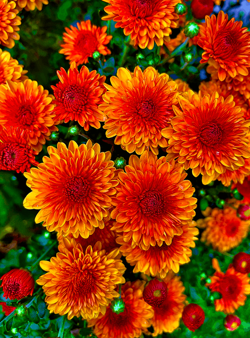 Seed Poem #52: The Mums