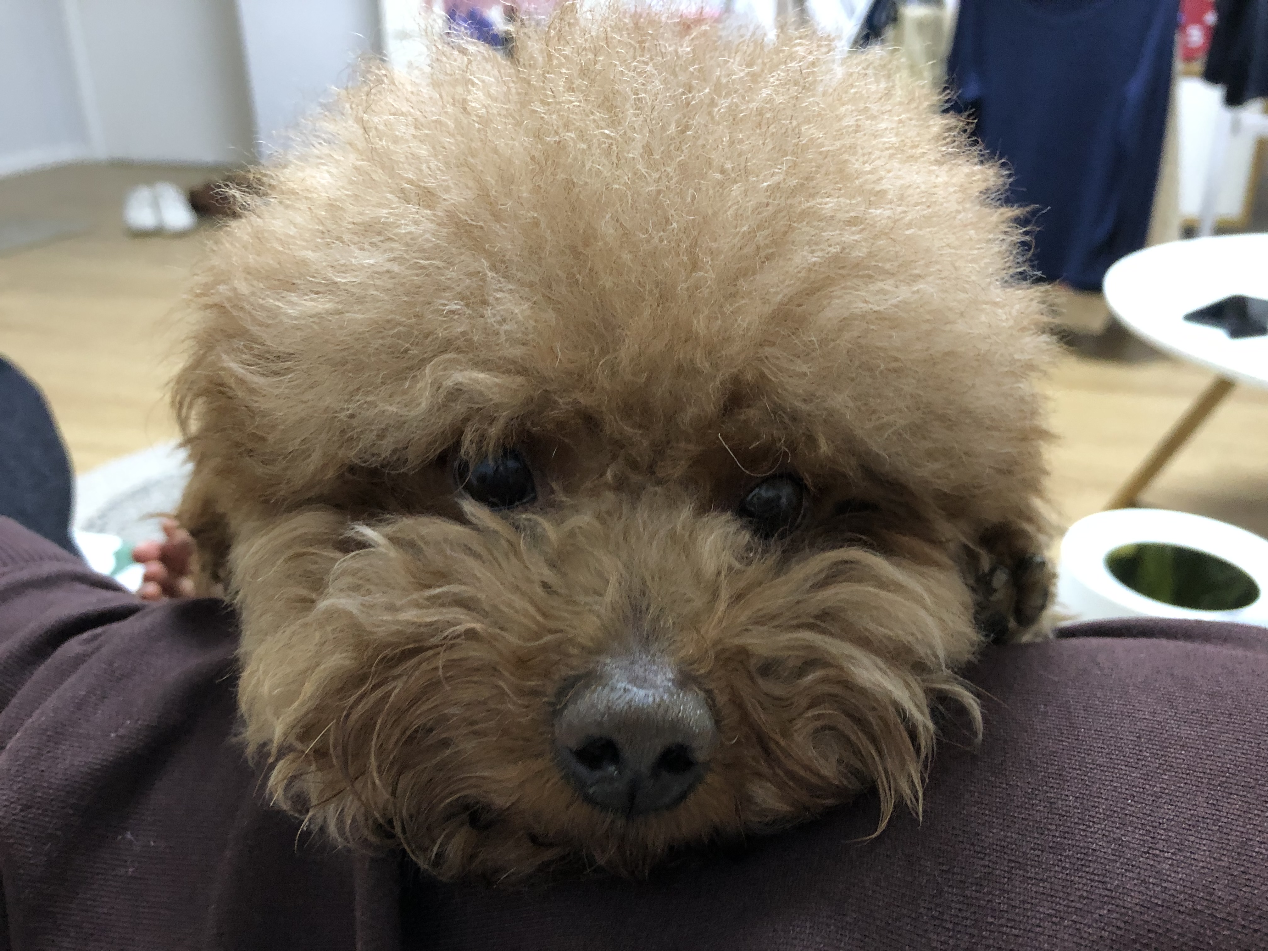 Coffee, the toy poodle