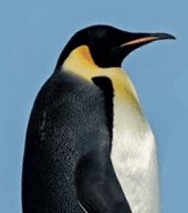 The_Lonely_Penguin