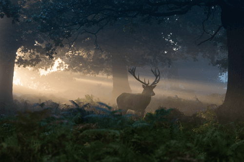 WildLight #24 - Presence