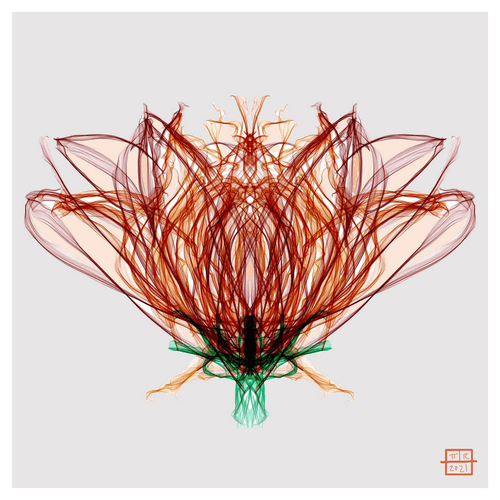 Chrysanthemum