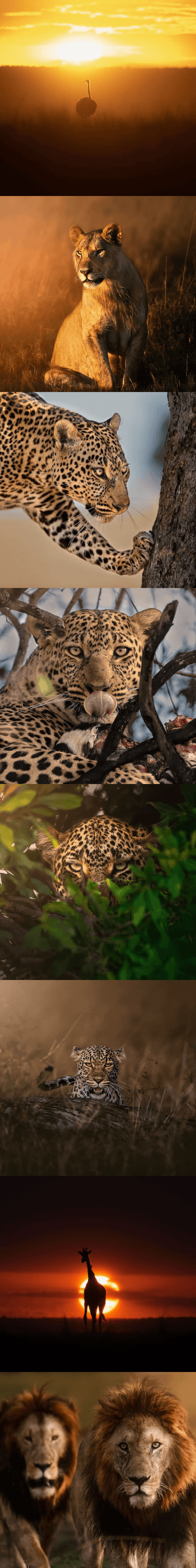 The African Wilderness