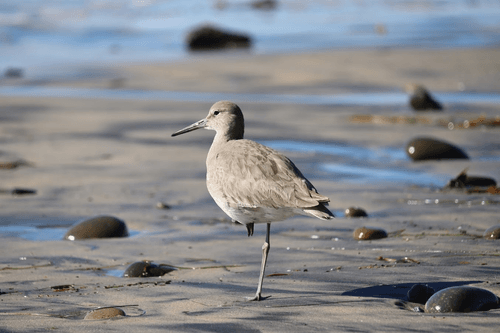 Connected Creatures - Wildlife Photography