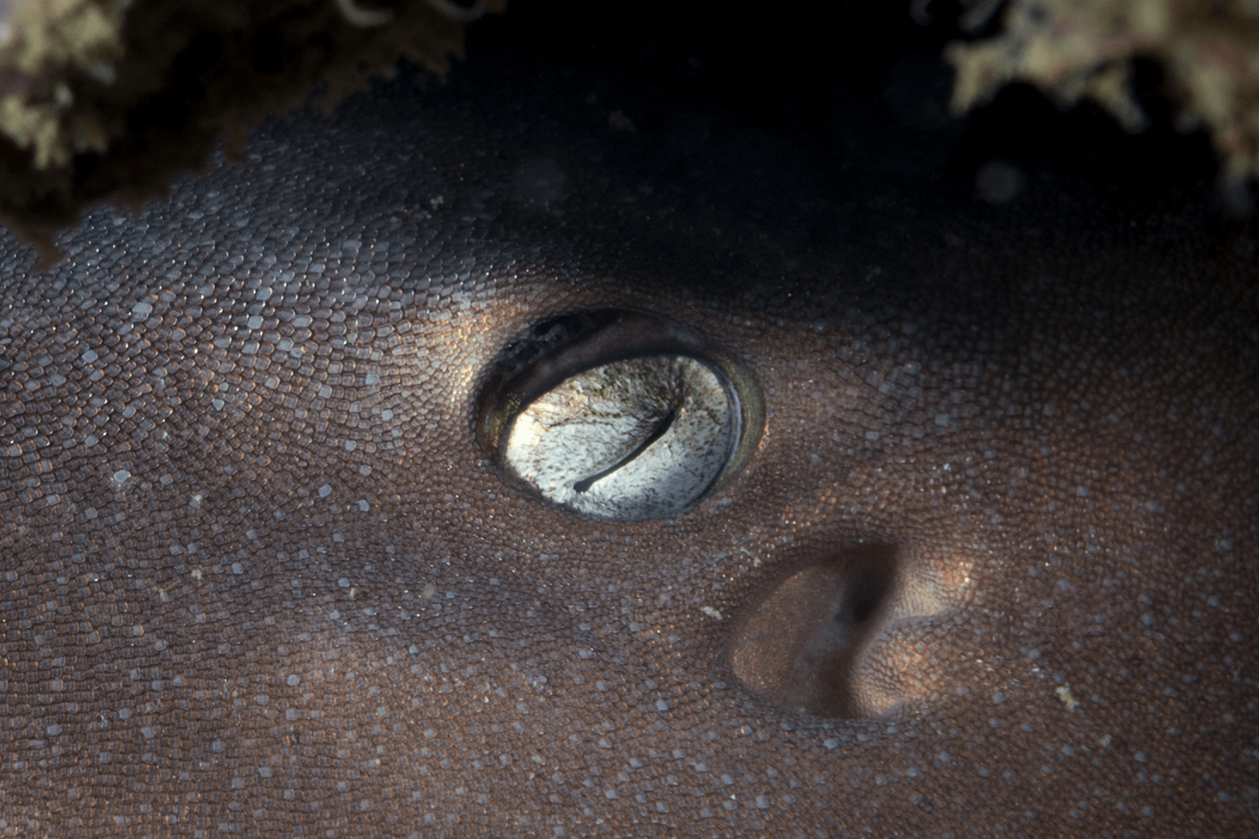 Eye of a Brownbanded Bamboo shark