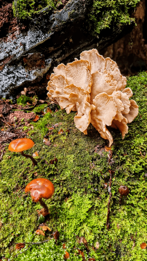 The Shrooms Of Tassie - 16