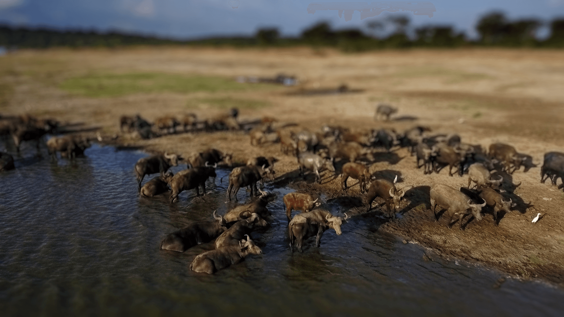 Bathing Cattle, Uganda