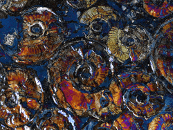 Jesamine James' Ammonites collection image