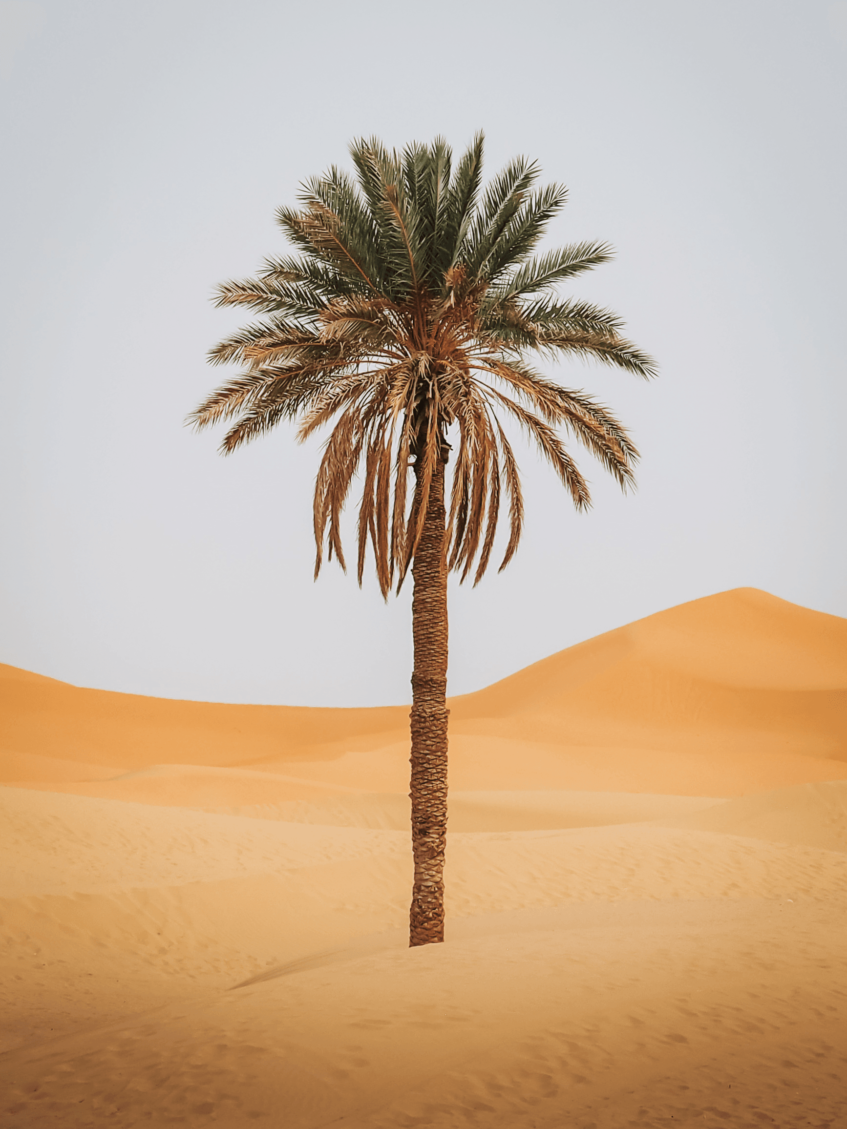#7 Sahara Paradise