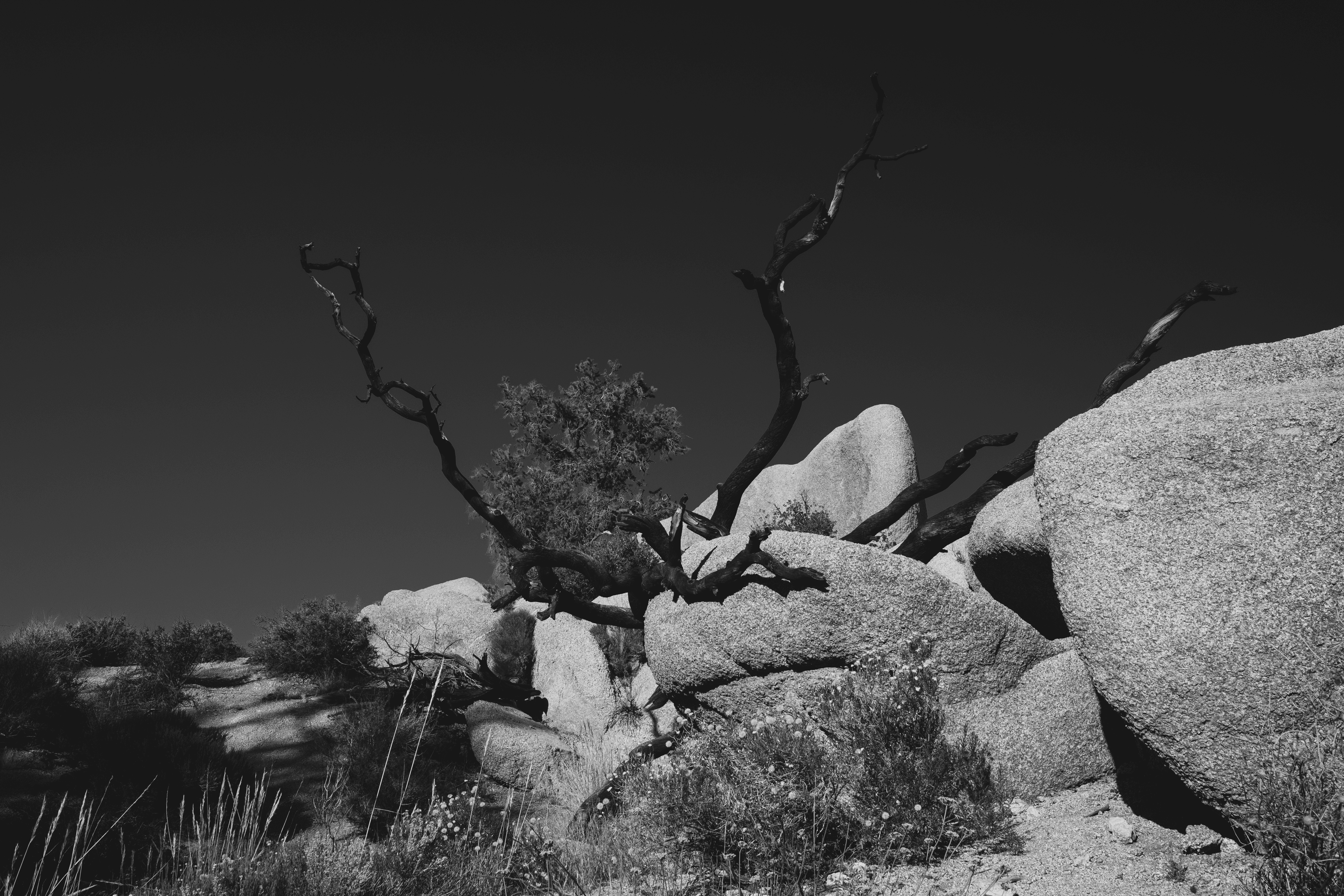 Joshua Tree in Black and White #21