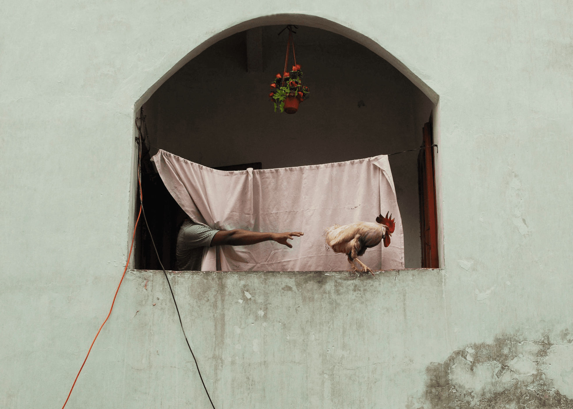 Rooster And Man (Pakistan)