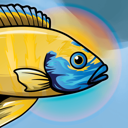 Fish Head #9 - A. Baenschi Nkhomo-Benga 'Sunshine'