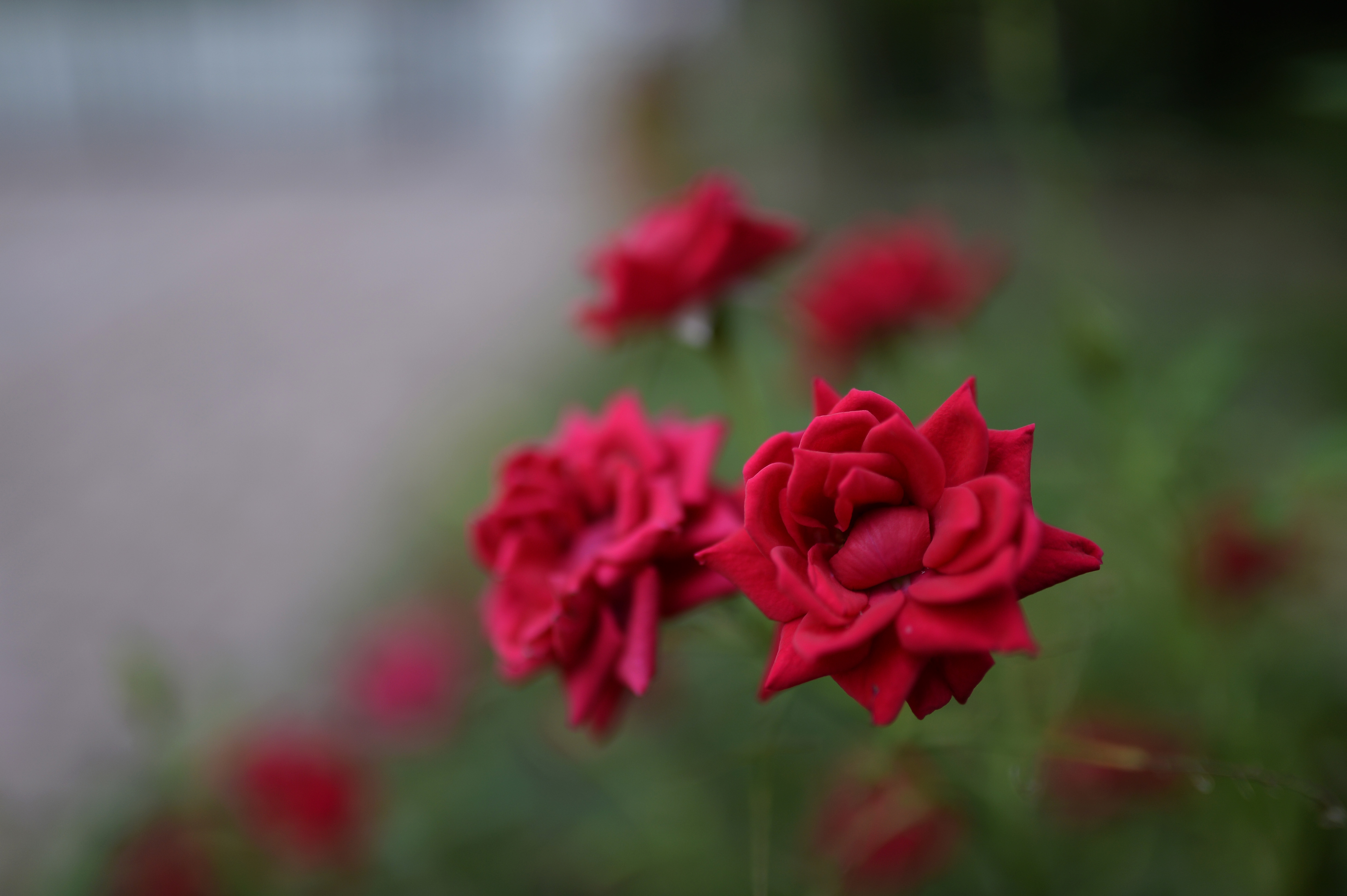 Bokeh Roses