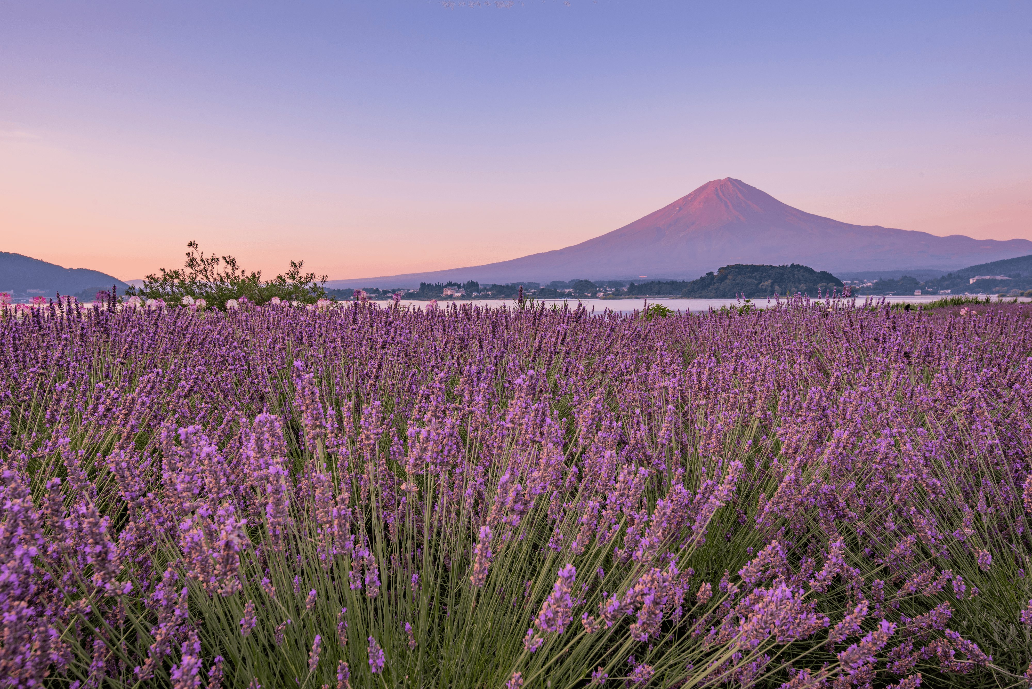 Mt.Fuji and Lavender