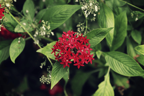 penpen1256 flower collection