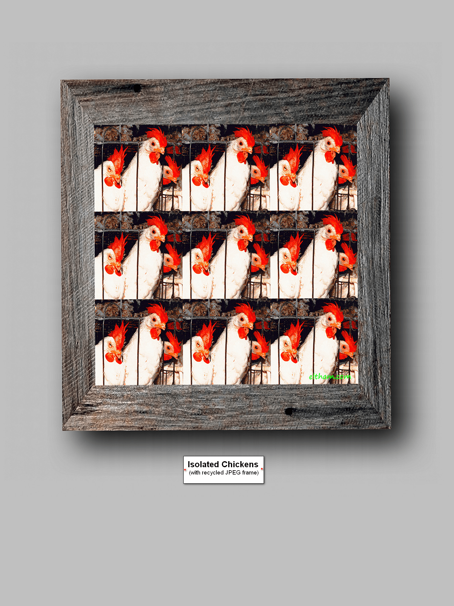 Isolated Chickens (with recycled JPEG frame)