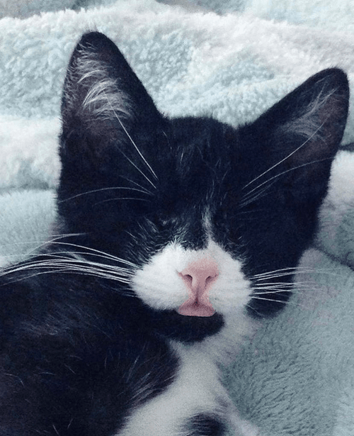 My Cat Cosmo