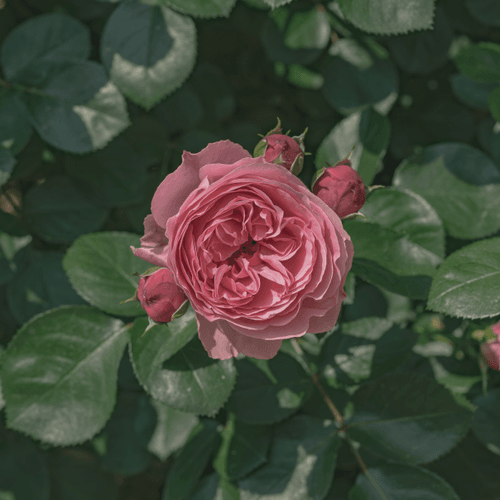 Portrait of Flower #2
