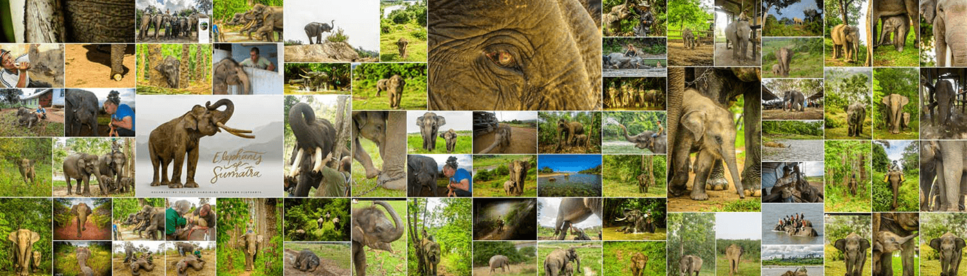 Elephant Rarity