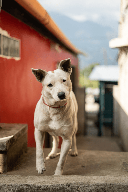 Dogs of Guatemala