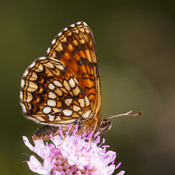 Macro - Butterflies - Johann Piber collection image
