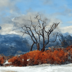 A Winter Landscape collection image