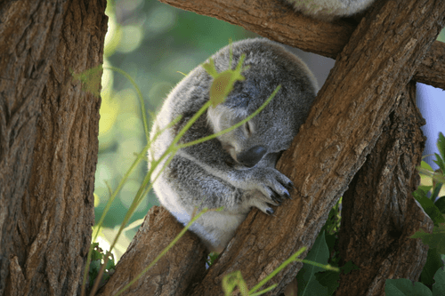 Sleepy (Original)