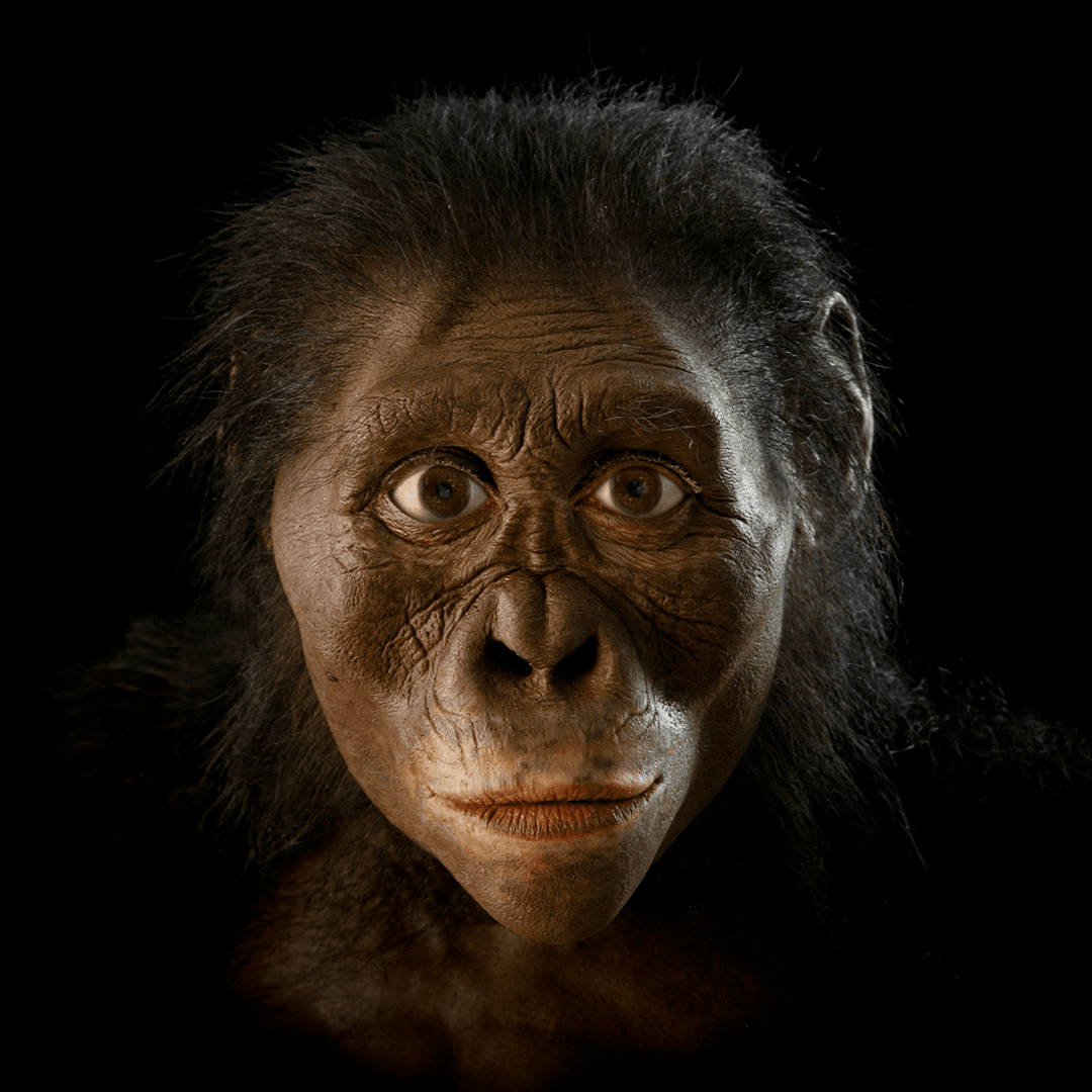 Australopithecus afarensis: Hominin #3