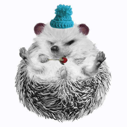 HedgehogsInSocks