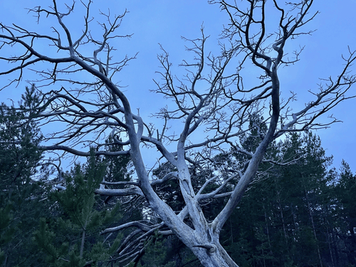 A Glorious Old White Tree (One of the Entities, Very Scary (Approach With Caution)) 